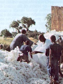Raccolta del cotone