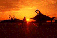 aerei1.gif (2594 byte)