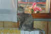 susi5.jpg (31325 byte)