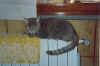 susi6.jpg (32363 byte)