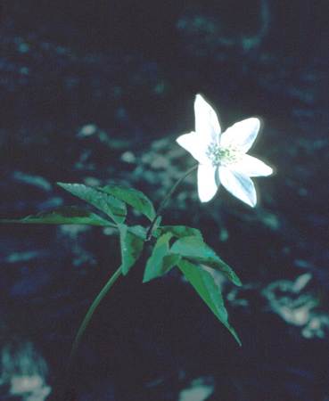 Foto: Anemone trifolia L.