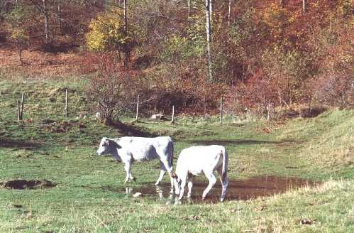 foto di Antonio Di Tomaso