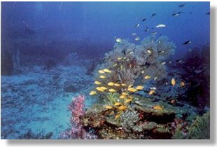 Le Meraviglie del Mar Rosso