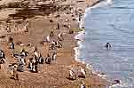 Spiaggia della pinguinera