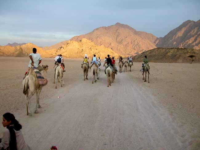 Cammellata nel deserto