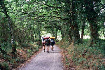 Camminando tra i boschi