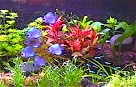Acquario con Discus
