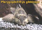 Pterygoplichthys Gibbiceps