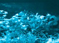 Acquario