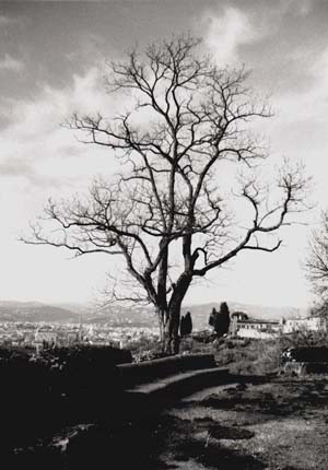 fotoalbero.jpg (32664 bytes)