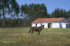 rurale 1.jpg (77267 byte)