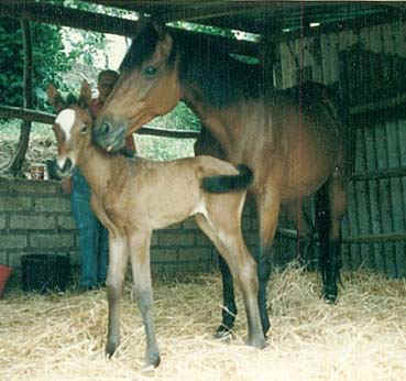 Protezione_di_mamma_Stella1.JPG (19751 byte)
