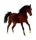 cavallo.gif (5472 byte)