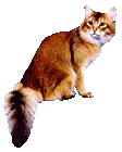 gatto l.gif (6773 byte)