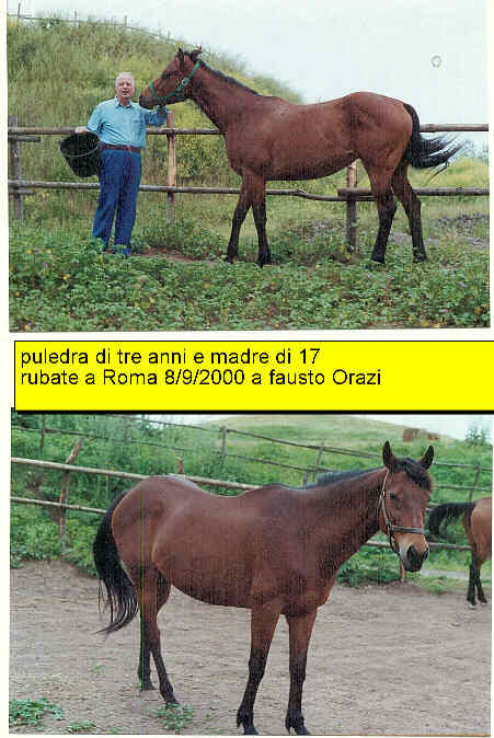 ginti2.jpg (46446 byte)