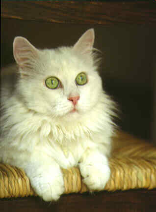 lillo.jpg (10869 byte)