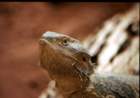 australia_05_small.jpg