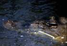 australia_102_small.jpg