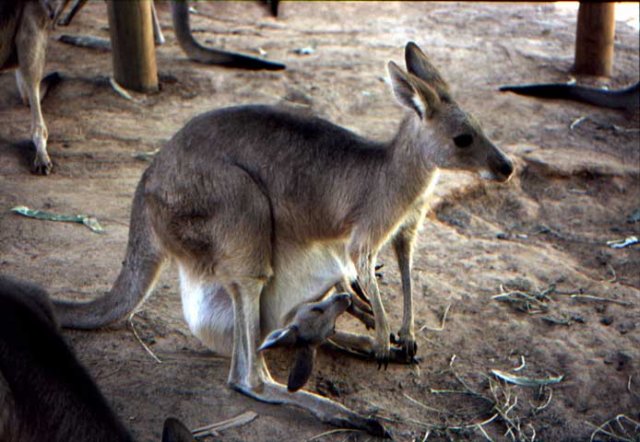 australia_103.jpg