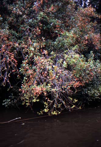 australia_115.jpg