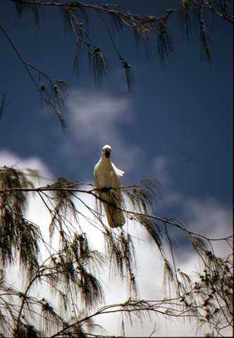 australia_133.jpg