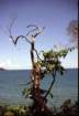 australia_139_small.jpg