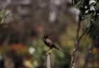 australia_144_small.jpg