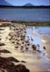 australia_145_small.jpg