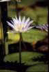 australia_156_small.jpg