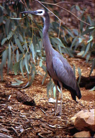 australia_17.jpg