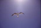 australia_207_small.jpg