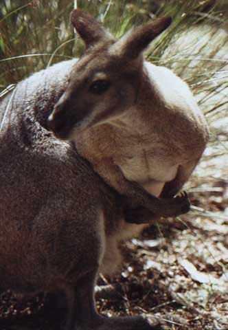 australia_221.jpg