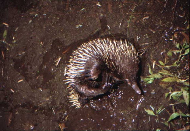 australia_224.jpg