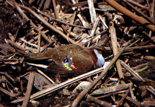 australia_228.jpg