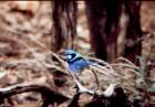 australia_33_small.jpg