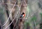 australia_34_small.jpg