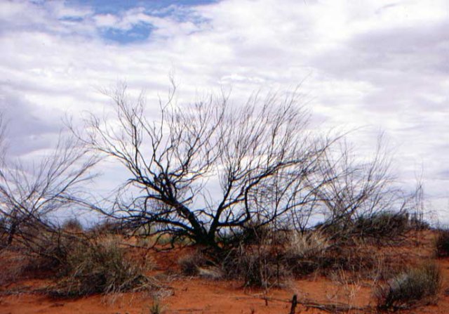 australia_41.jpg