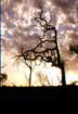 australia_57_small.jpg