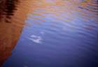 australia_64_small.jpg