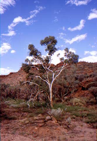 australia_75.jpg