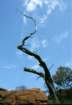 australia_83_small.jpg