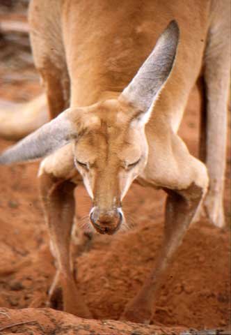 australia_87.jpg