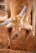 australia_87_small.jpg
