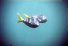 australia_89_small.jpg