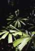 australia_95_small.jpg
