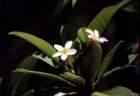 australia_98_small.jpg