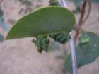 dscn0401_small.jpg