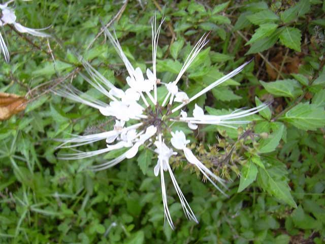 dscn0425.jpg