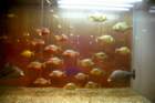 brasile0085_small.jpg