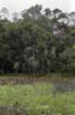 brasile0105_small.jpg